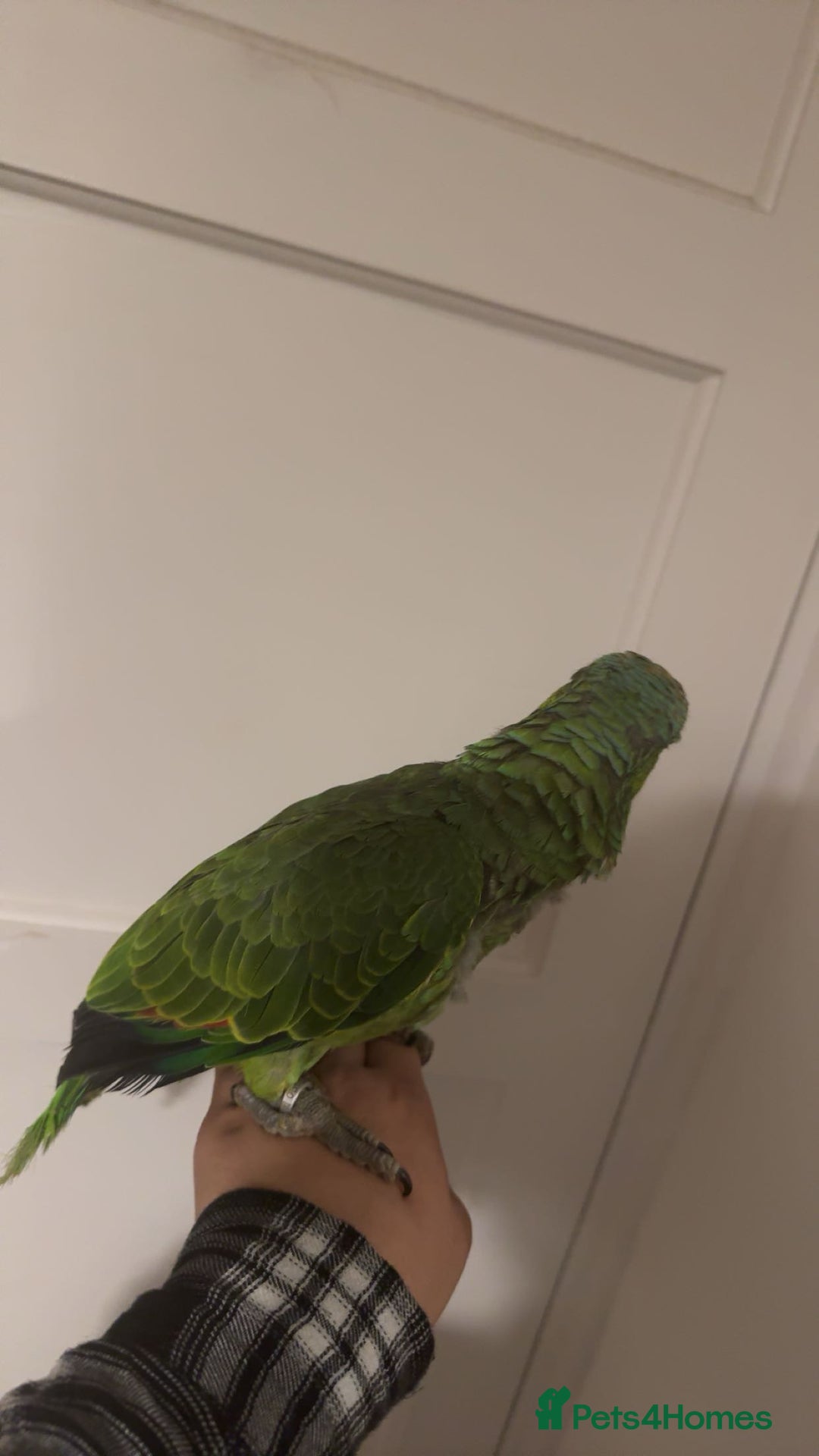 Parrots birds for sale: Beautiful red lored Amazon - Image 4