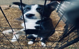 Border Collie dogs for sale: Collie farm pups for sale - Advert 7