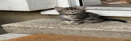 Mixed Breed cats for sale: 2 beautiful sisters  - Advert 12