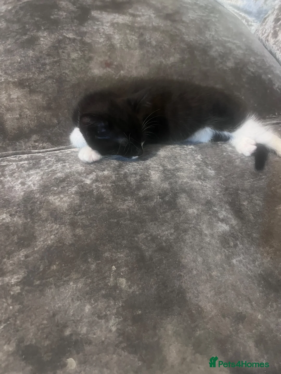 Mixed Breed cats for sale: Female kitten  - Advert 2