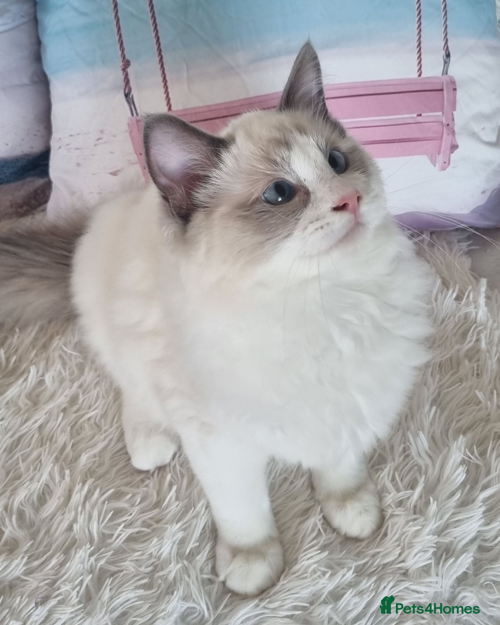 Ragdoll cats BEAUTIFUL TICA REGISTERED RAGDOLLS KITTENS 💕 - Advert 2