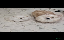 Pomeranian dogs for sale: Baby Teacup pomeranian boy  - Image 6