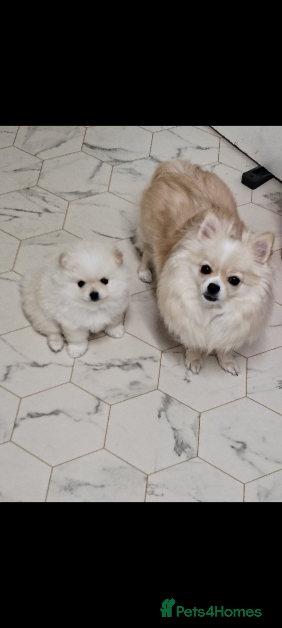 Pomeranian dogs for sale: Baby Teacup pomeranian boy  - Image 6