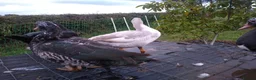 Ducks poultry for sale: 5 x muscovy females this years hatch - Advert 6