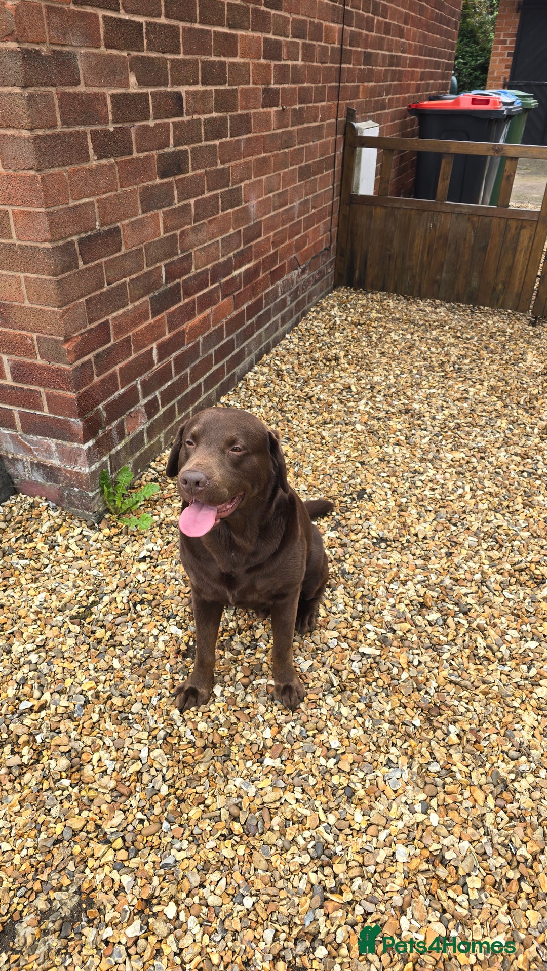 Labrador Retriever dogs for stud: Stud Labrador - Advert 11