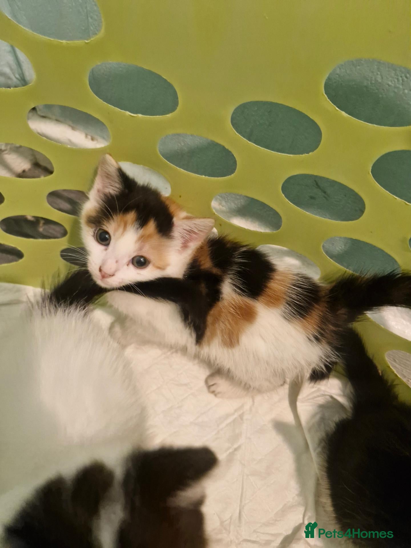 Mixed Breed cats for sale: Kittens 😸  - Advert 7