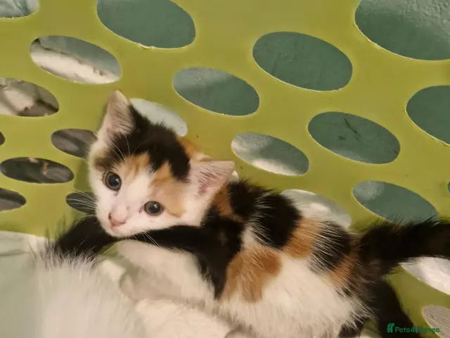 Mixed Breed cats for sale: Kittens 😸 - Advert 7