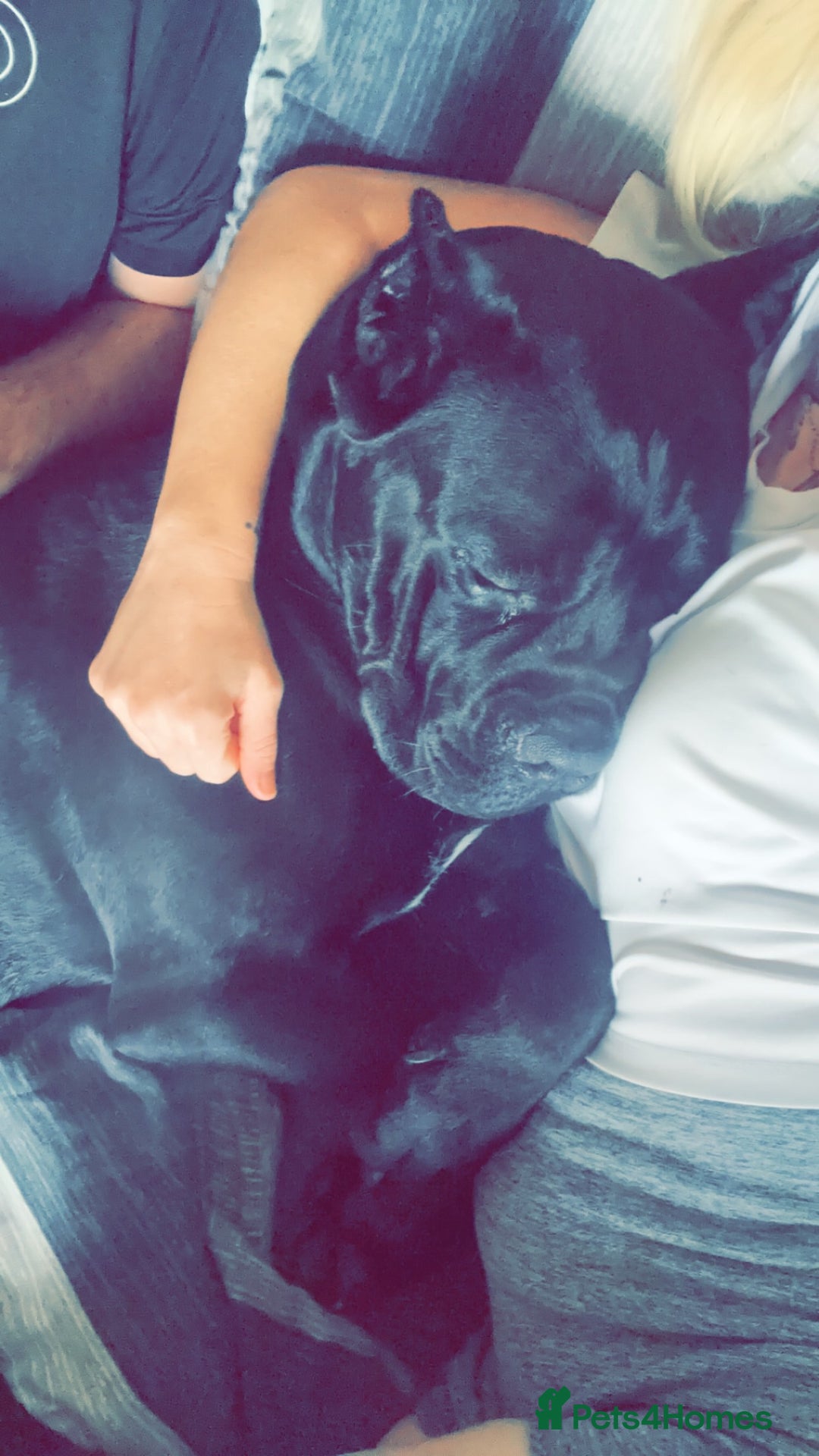 Cane Corso dogs for stud: Cane Corso (beautiful nature) in Stranraer - Image 3