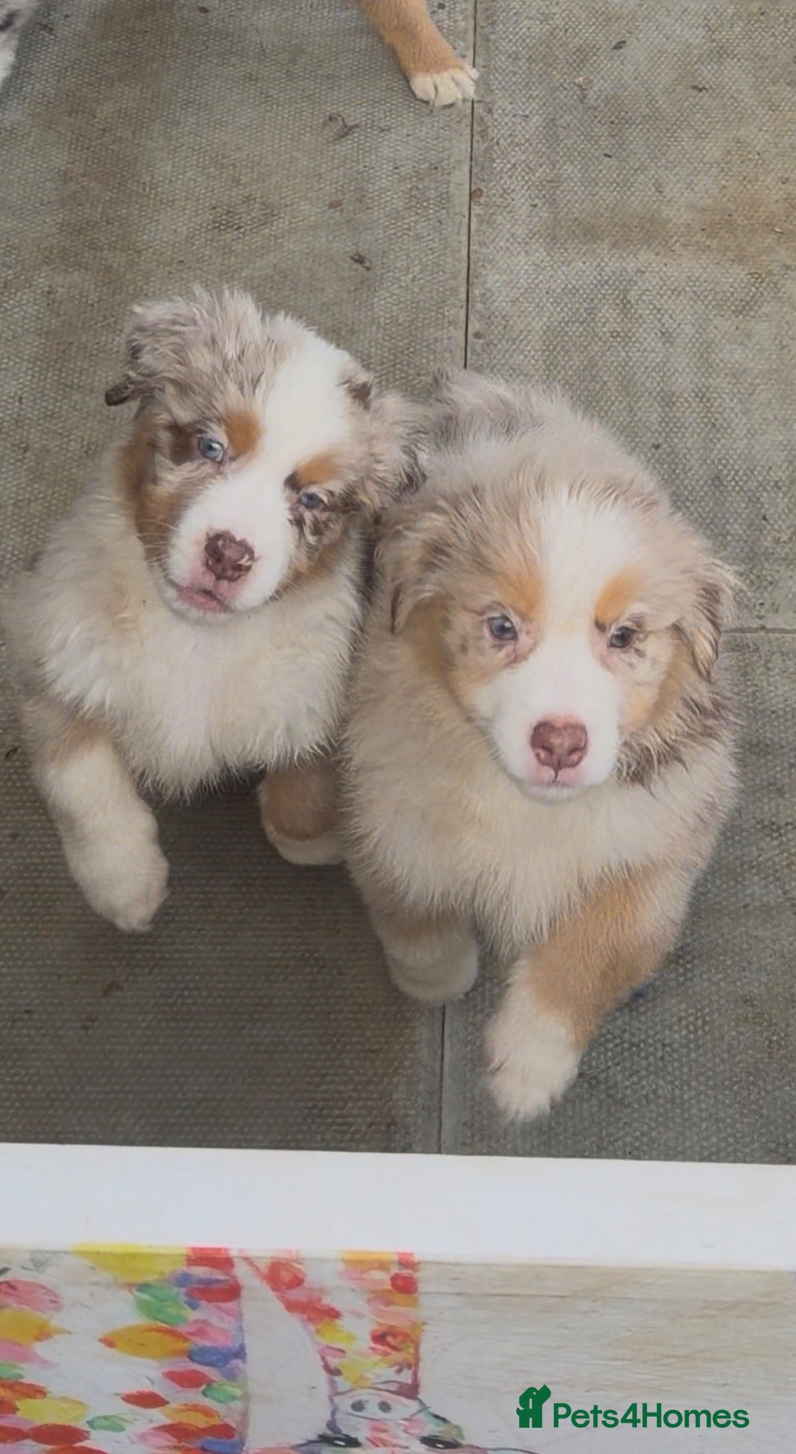 Miniature American Shepherd dogs 2 x Red Merle Mini American Shepherd Puppy - Boys - Advert 1