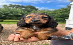 Miniature Dachshund dogs for sale: Top Show Quality KC Miniature Dachshund Puppies - Image 34