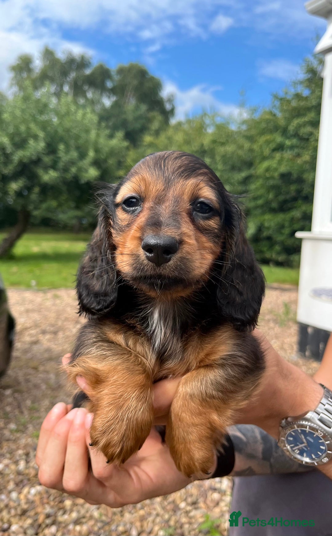 Miniature Dachshund dogs for sale: Top Show Quality KC Miniature Dachshund Puppies - Image 34