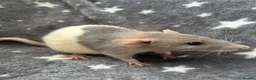 Rat rodents for sale: Older Dumbo Rats 5+months Male and Female  - Advert 8