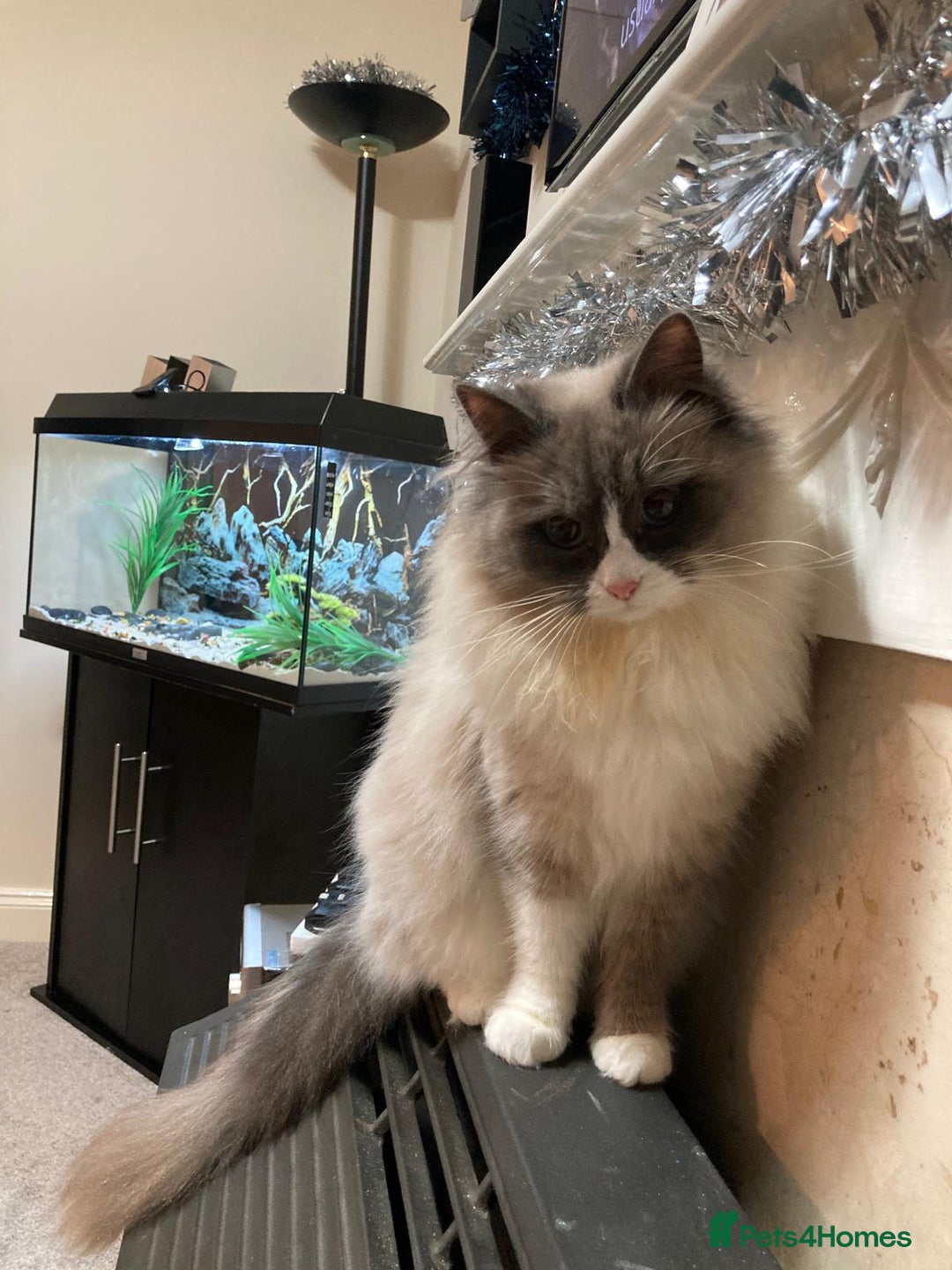 Siberian cats for sale: Retired Neva Masquerade Siberian Queen  - Advert 1