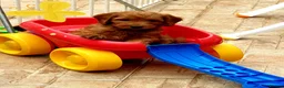 Australian Labradoodle dogs for sale: Fabulous Australian Labradoodle Waitlist Open 2027 - Advert 5
