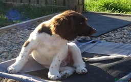 English Springer Spaniel dogs for sale: Two Gorgeous Boy English Springer Spaniel Puppies  - Image 35