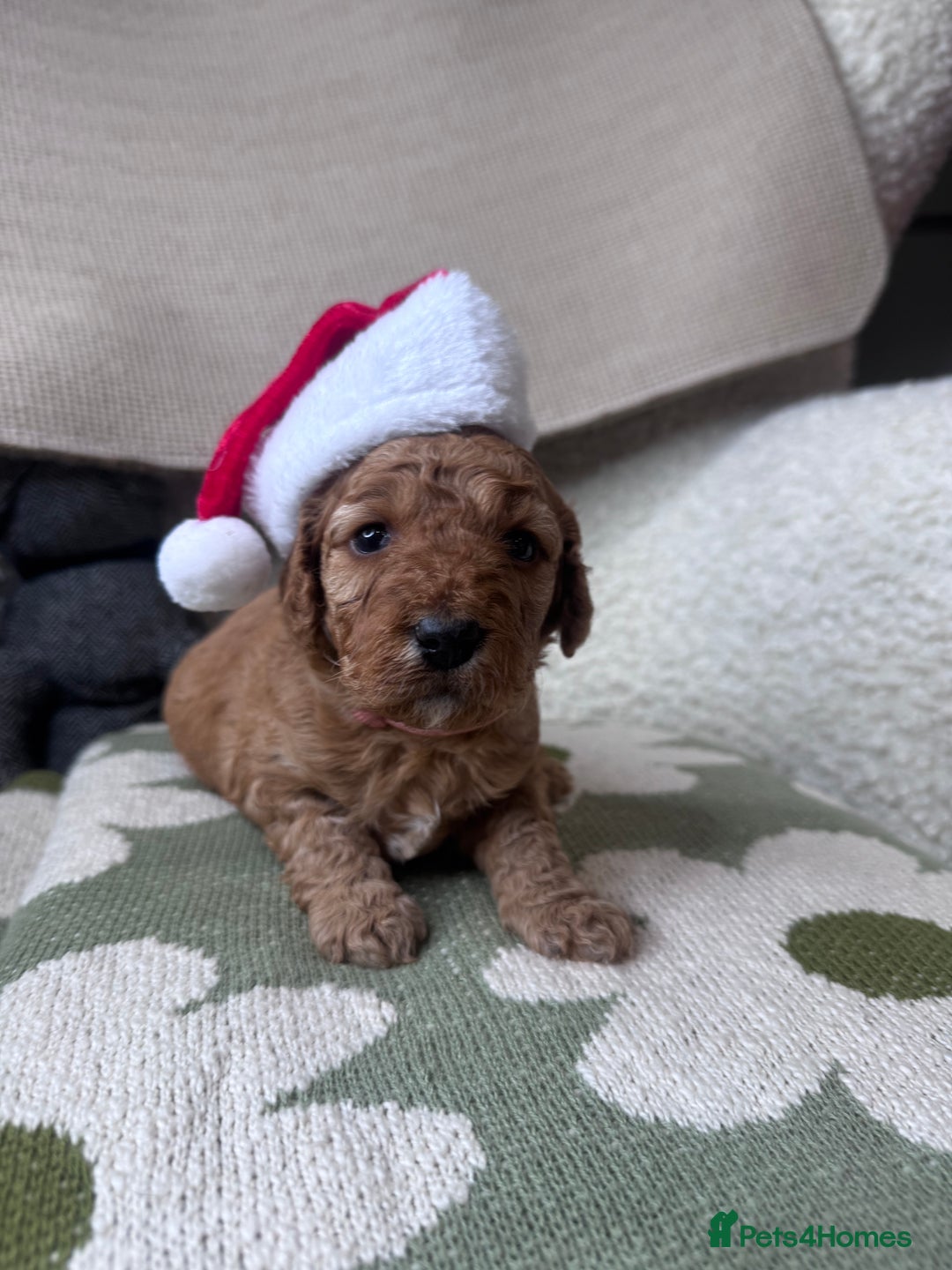 Irish Doodle dogs for sale: Mini Irish Doodle x Australian Labradoodle  - Advert 4