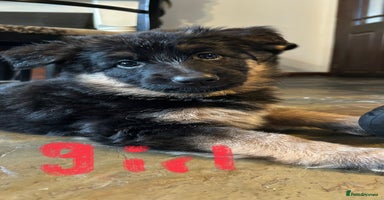 German Shepherd dogs - Advert 4