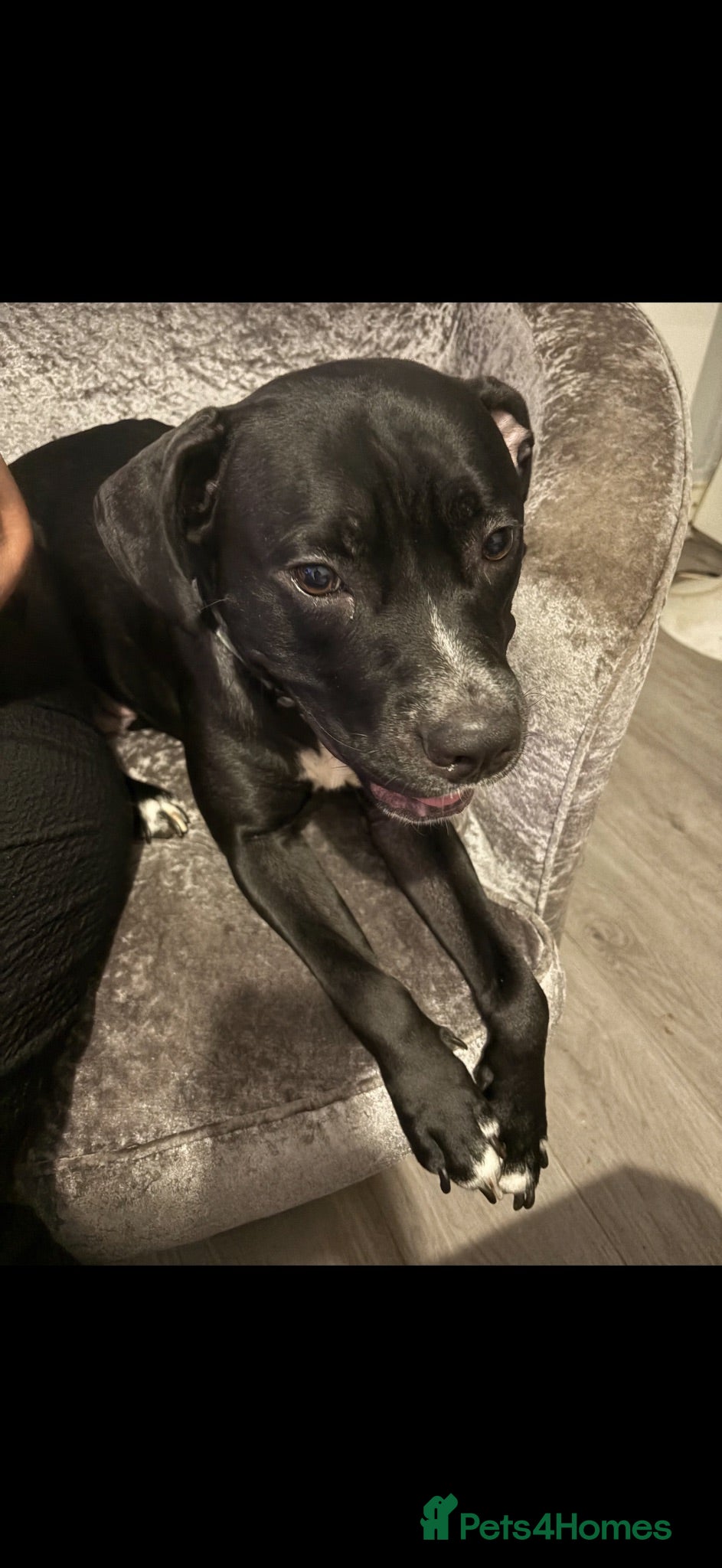 Mixed Breed dogs Beautiful puppies - Advert 6