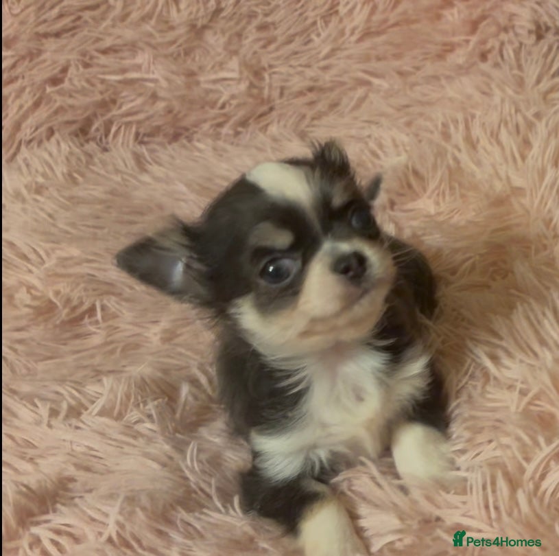 Chihuahua dogs Cuddly Little Chihuahua puppy for sale - Advert 4