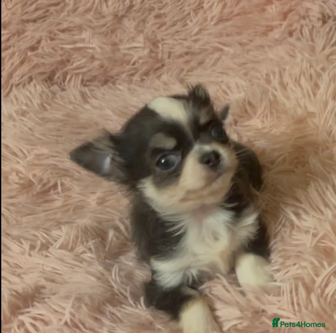 Chihuahua dogs for sale: Cuddly Little Chihuahua puppy for sale - Advert 2