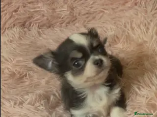 Chihuahua dogs Cuddly Little Chihuahua puppy for sale - Advert 4