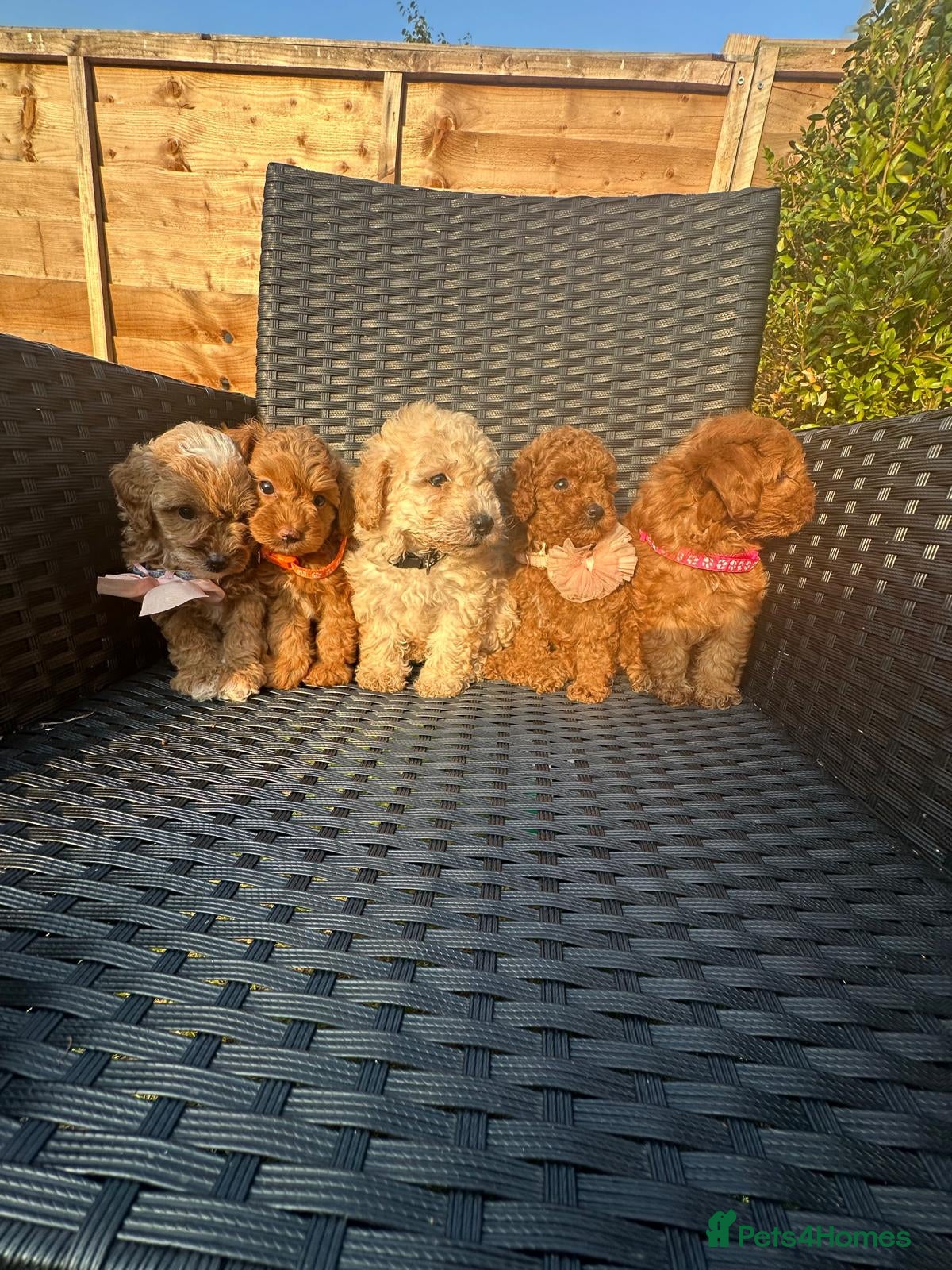 Maltipoo dogs Gorgeous extra mini Asian maltipoo puppy  - Advert 5