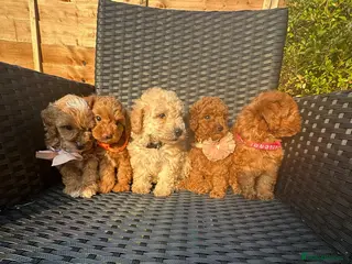 Maltipoo dogs Gorgeous extra mini Asian maltipoo puppy - Advert 5
