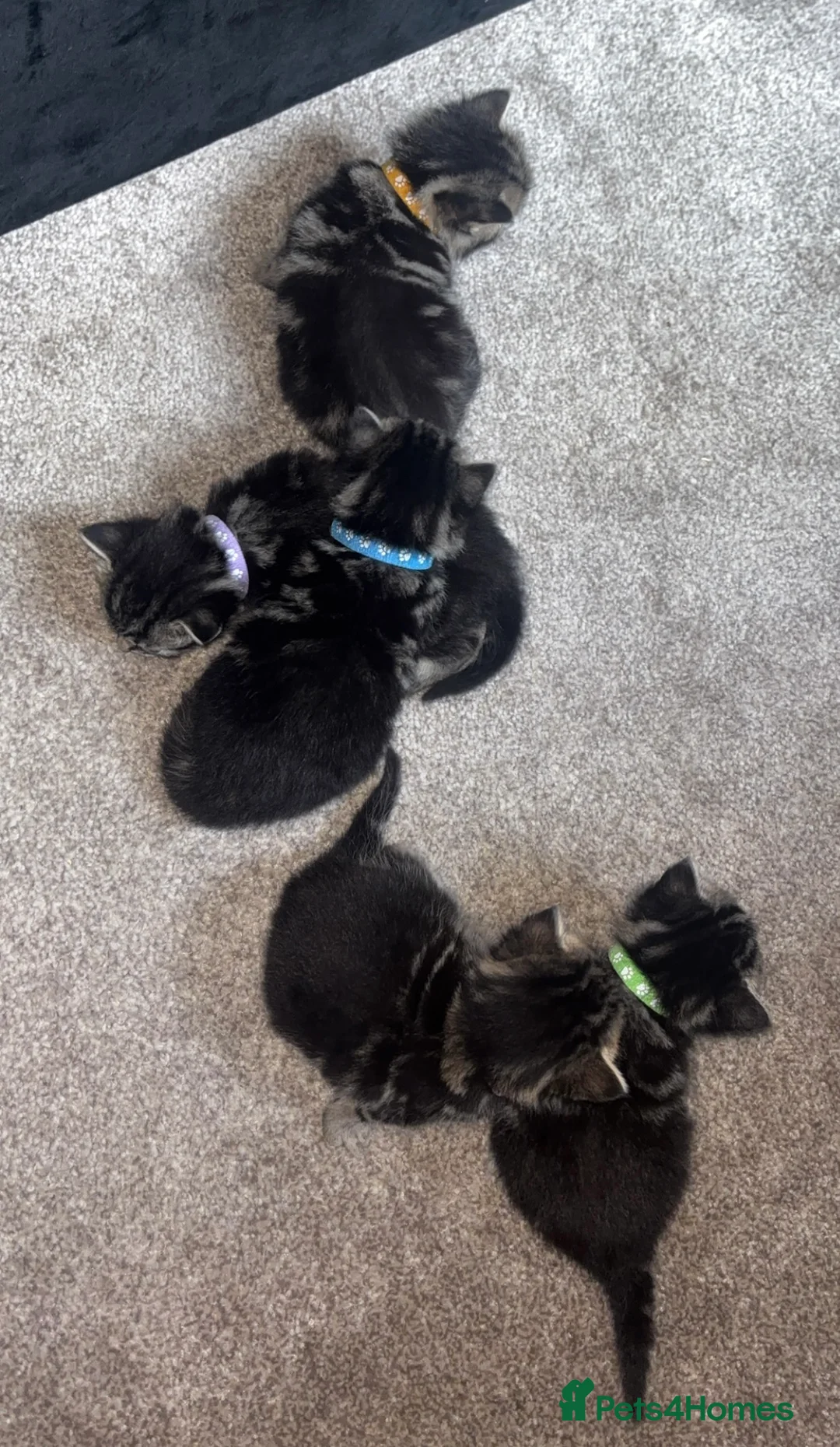 Mixed Breed cats for sale: 1:4 Mainecoon kittens  - Advert 8