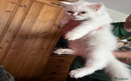 Perdoll cats for sale: Persian/Ragdoll boys  - Image 3