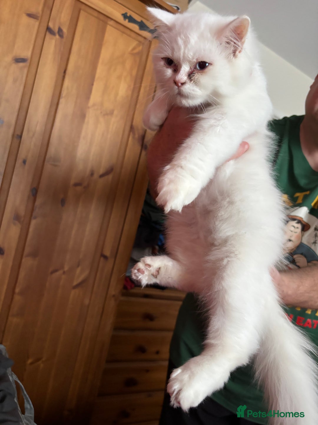 Perdoll cats for sale: Persian/Ragdoll boys  - Image 3