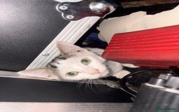 Mixed Breed cats for sale: 2 beautiful for kittens for sale  - Image 1