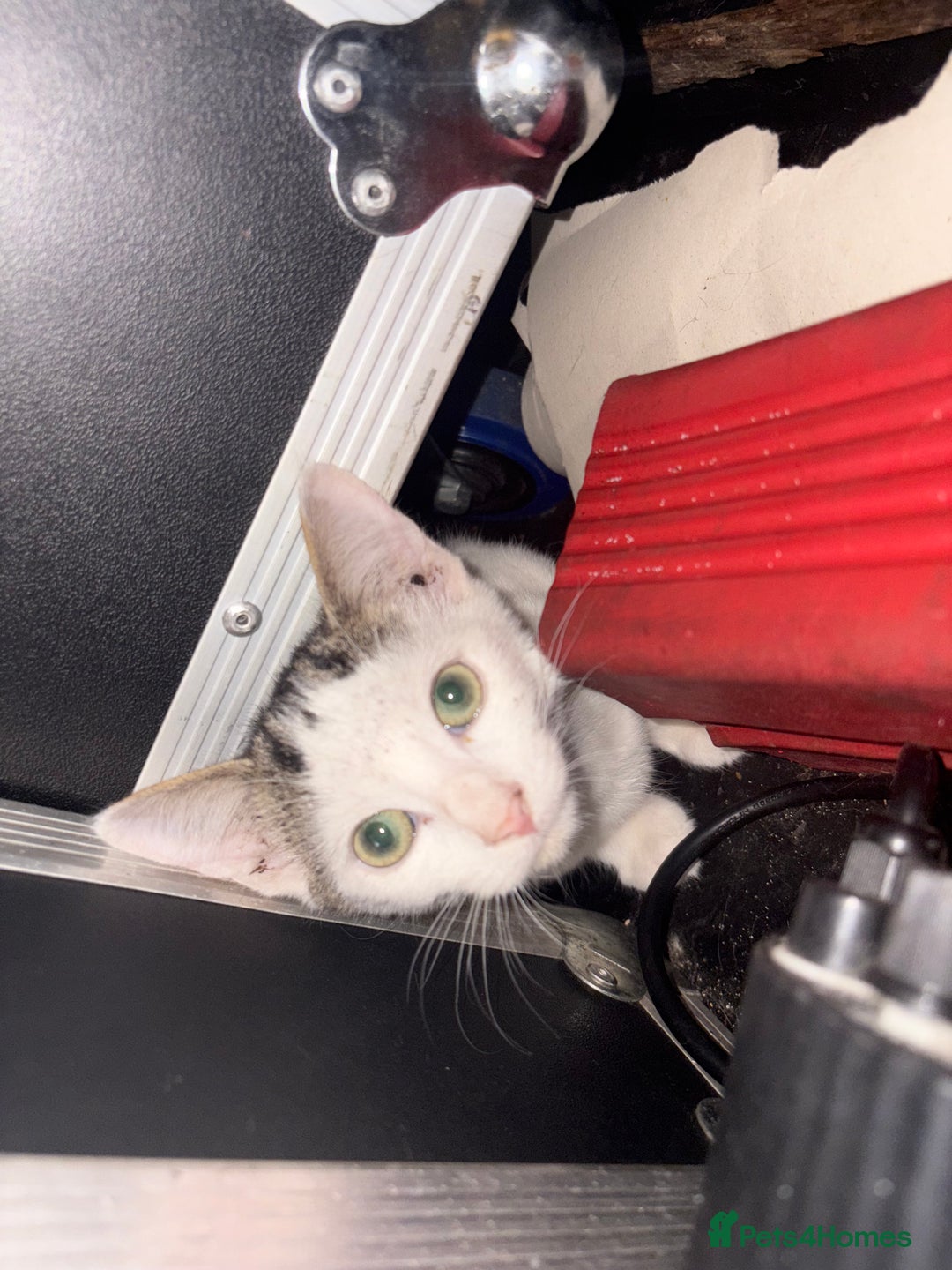 Mixed Breed cats for sale: 2 beautiful for kittens for sale  - Image 1