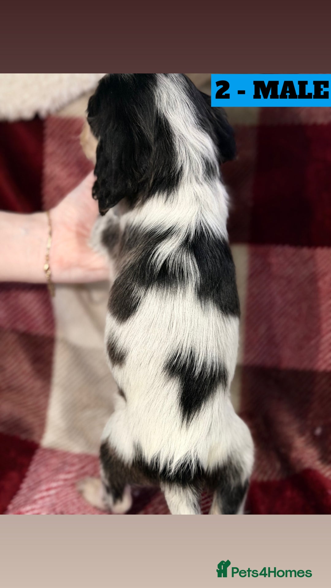 Cockapoo dogs for sale: BEAUTIFUL F2 COCKAPOO PUPPIES - 4 BOYS AND 4 GIRLS - Advert 12