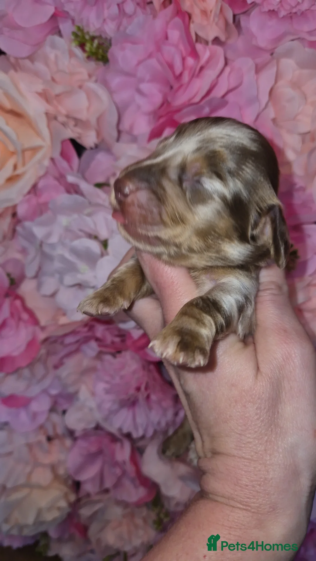 Dachshund dogs for sale: Kc registered miniature long coat dachshund  - Advert 17