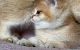 British Shorthair cats for sale: Ready now golden BSH - Image 22