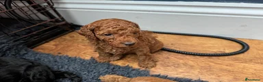 Cockapoo 3