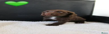 Sprocker 3