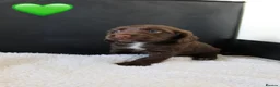 Sprocker dogs for sale: Beautiful Sprocker Spaniel puppies  - Advert 10