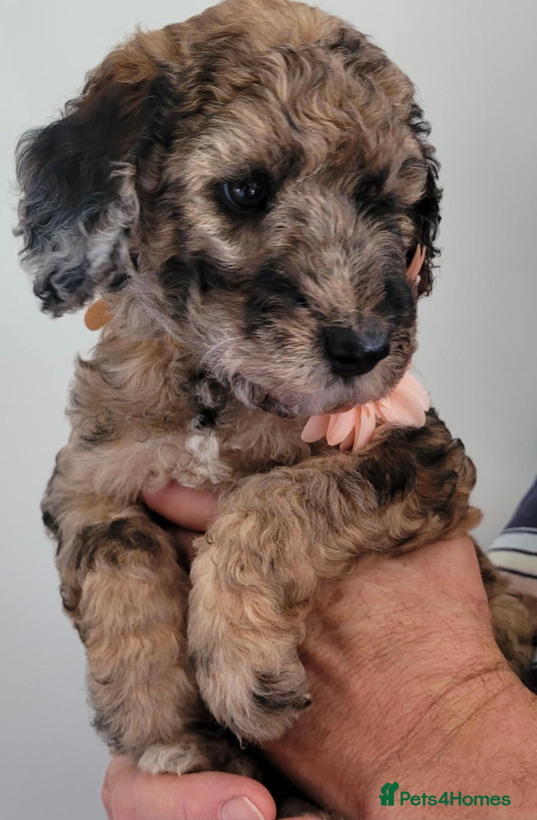 Mixed Breed dogs for sale: Beautiful Unique colours and markings - Image 5