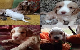Cockapoo dogs for sale: F1B 5 STAR HEALTH CHECKED STUNNING COCKERPOOS  - Image 7