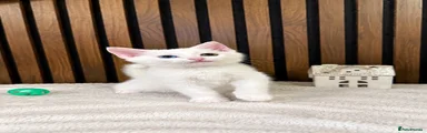Domestic Shorthair Kitten 🐱 Zazu
