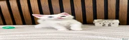Domestic Shorthair cats for sale: Last 1 | Pure White Kitten for Sale | Ready Now  - Advert 8