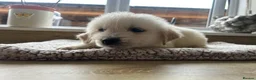 Golden Retriever dogs for sale: Gorgeous golden retriever pups - Advert 22