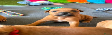 Staffordshire Bull Terrier 2 Grey collar 