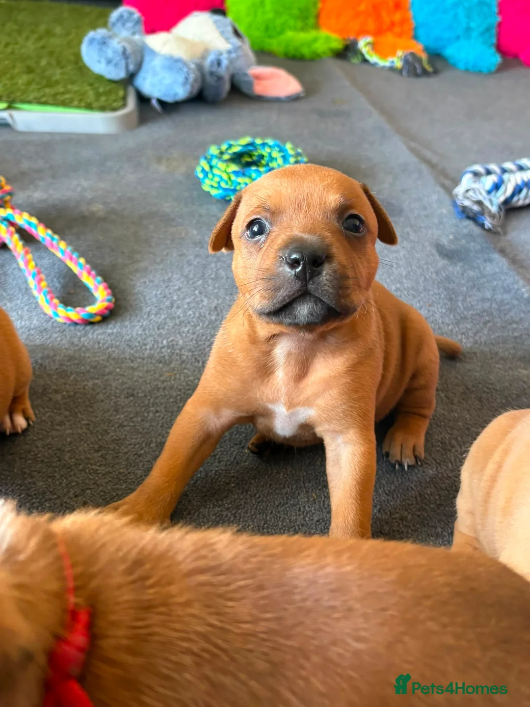 Staffordshire Bull Terrier dogs for sale: KC Red Staffordshire Bull Terriers ❤️❤️🏆🩸 - Advert 2
