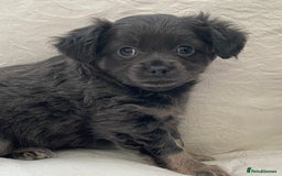 Chihuahua dogs for sale: Long Coated Merle Chihuahua Puppies - Image 6