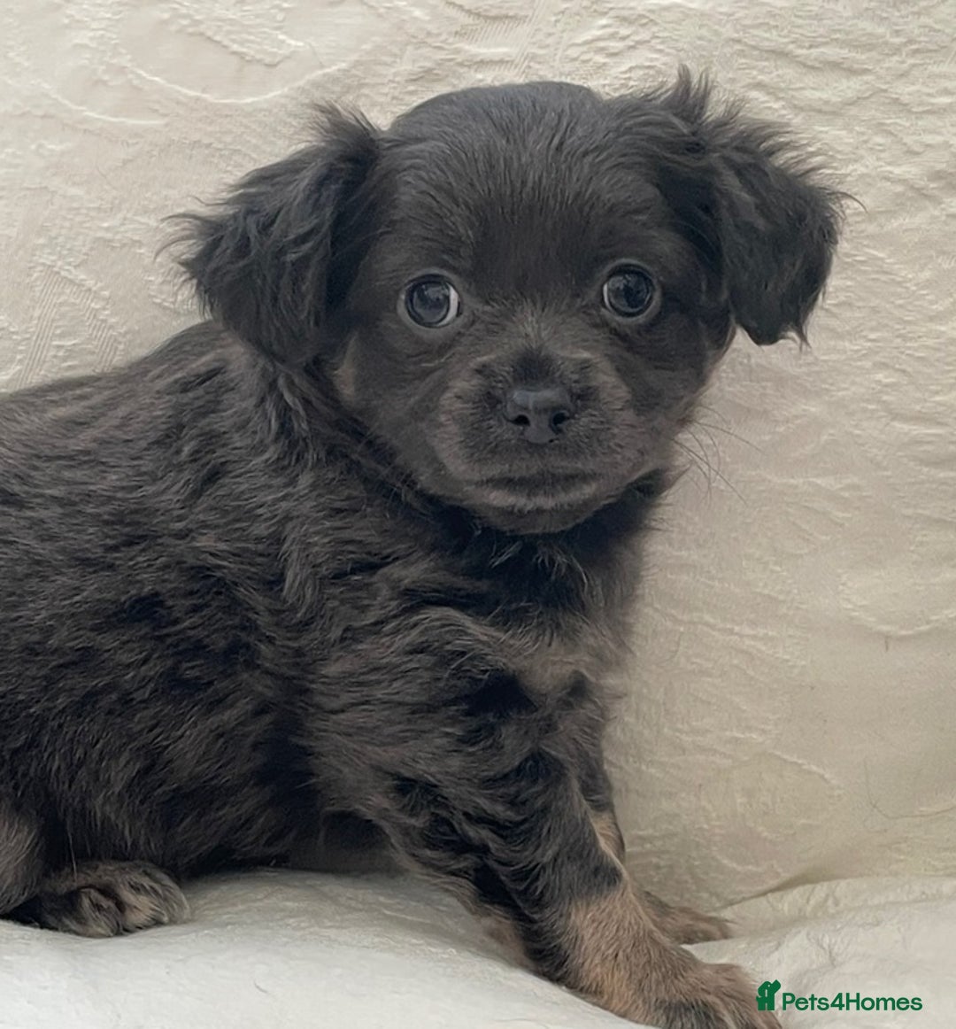 Chihuahua dogs for sale: Long Coated Merle Chihuahua Puppies - Image 6