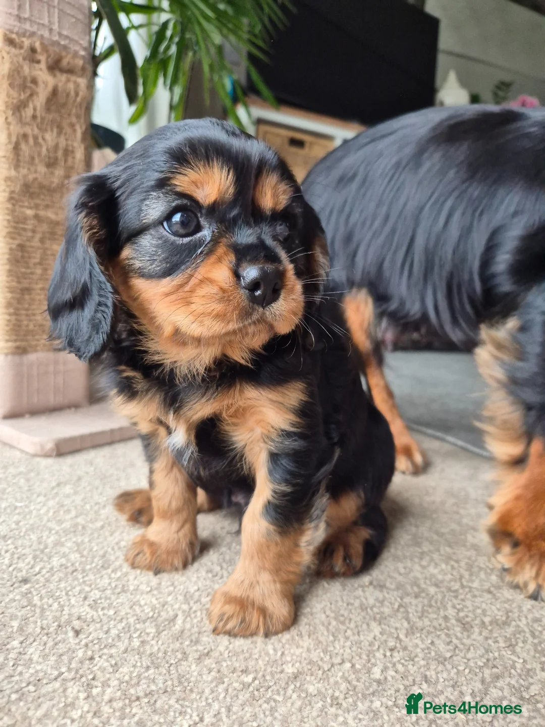 Cavalier King Charles Spaniel dogs for sale: Cavalier King Charles Puppy  in Attleborough - Advert 7