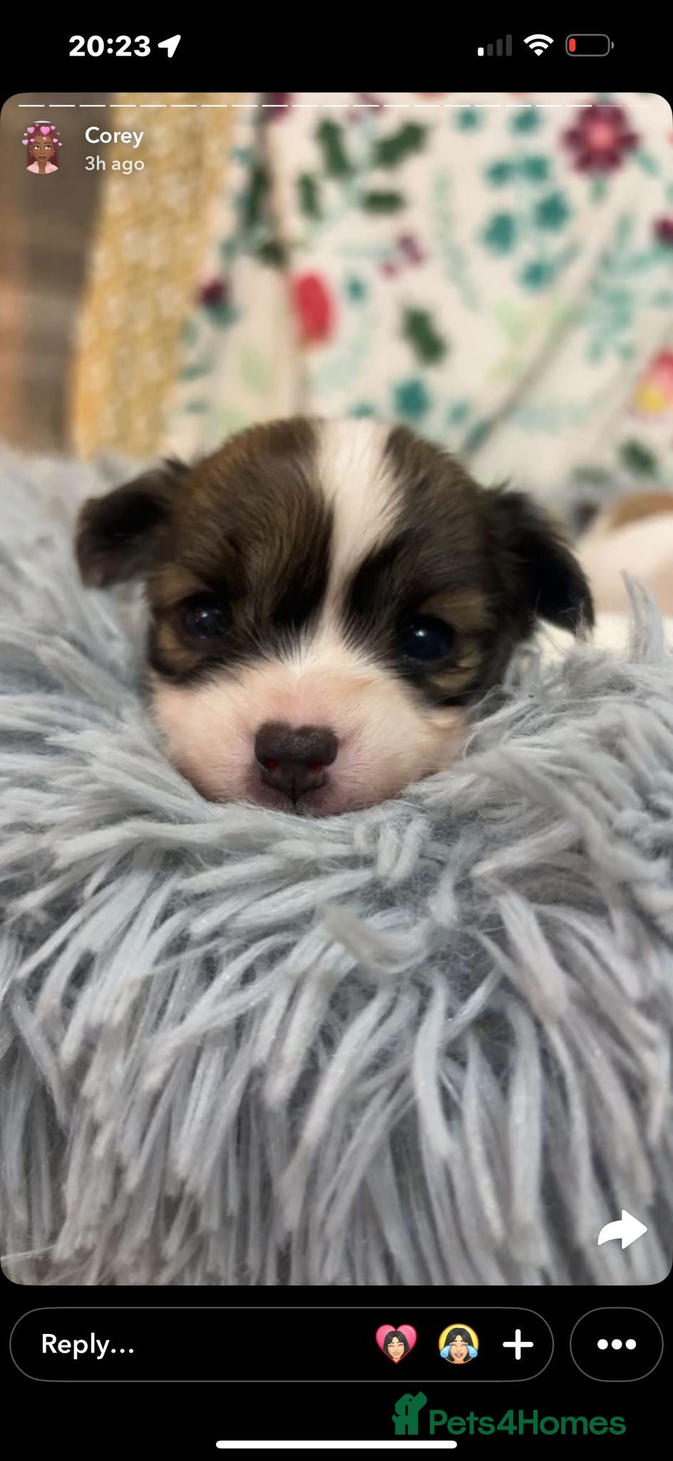 Chihuahua dogs 3 boys and 2 girls looking for there forever home - Advert 18