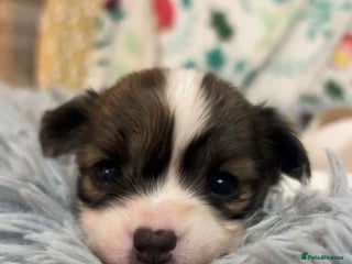 Chihuahua dogs 3 boys and 2 girls looking for there forever home - Advert 1